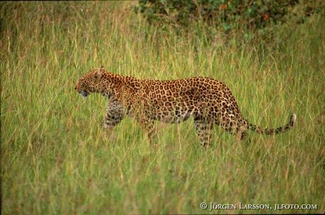 Leopard Masai Mara Kenya