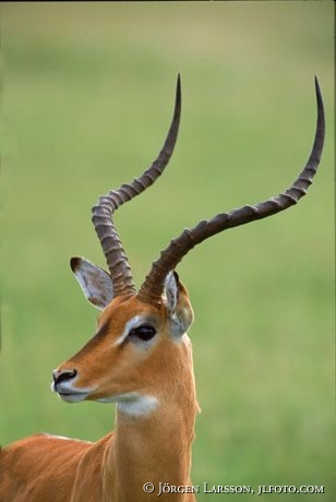Impala Masai Mara Kenya