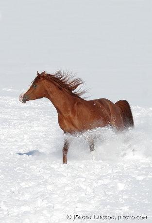 Arabhäst springer i snön