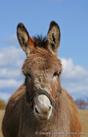 Donkey ass