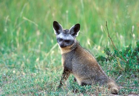Bat-eared Fox Masai Mara Kenya