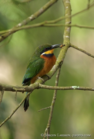 Common-chested Bee-eater