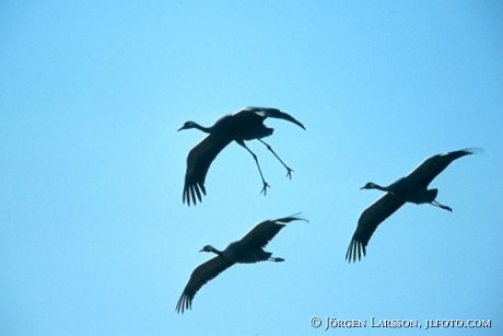 Cranes Vastergotland