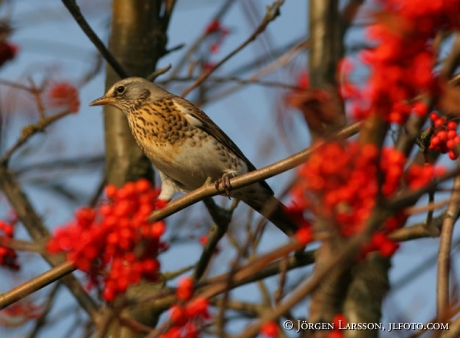 Turdus pilaris