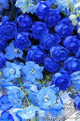 Blå Rosor och blå riddarsporre