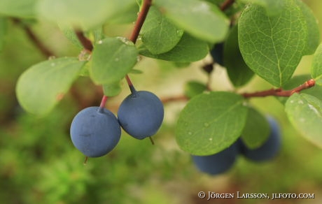 Bilberry  blueberry