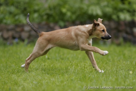 Collie Whippet