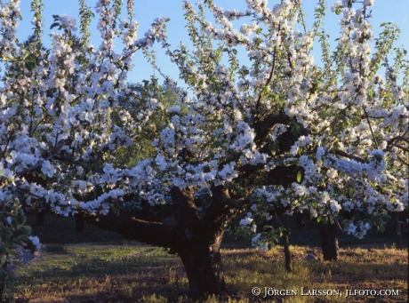 Blommande äppelträd Kivik