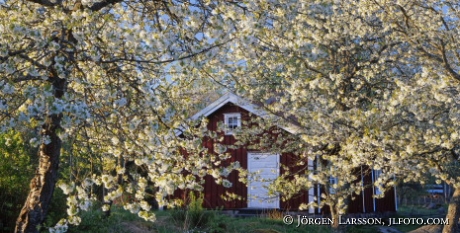 Blommande körsbärsträd Stensjö by Småland
