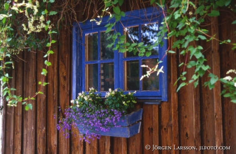 Blomlåda fönster Visby