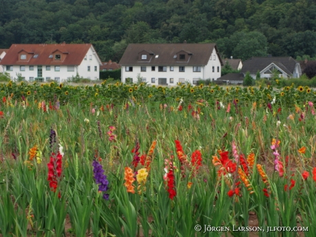 Blomsterodling Rudesheim Tyskland