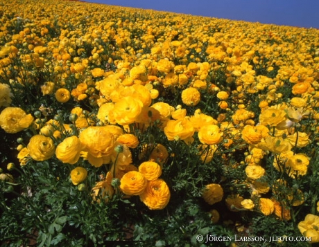 Flowers at Encenitas California USA