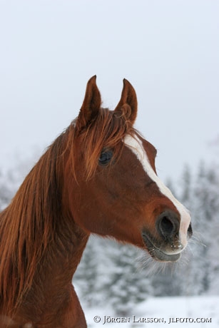 Arab mare snow winter