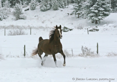 Arab mare snow trot