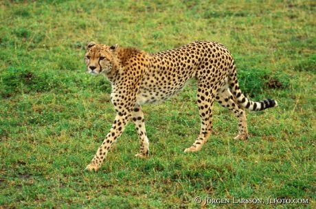 Cheetah Masai Mara Kenya