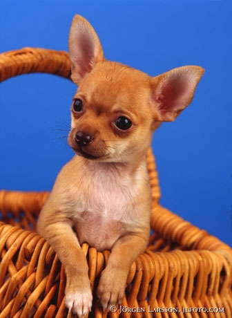 Chihuahua i korg