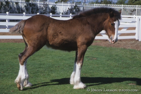 Clydesdale foal 
