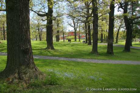 Djurgården vid Rosendals trädgård Stockholm