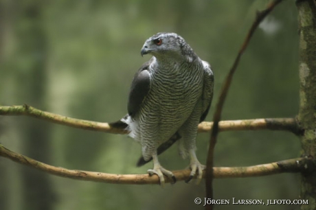 Accipiter gentilis