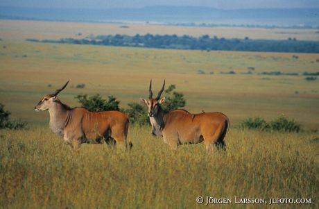 Eland Masai Mara Kenya