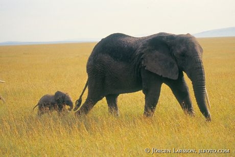Elefant med unge Masai Mara Kenya