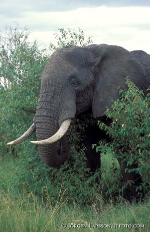 Elefant Masai Mara Kenya
