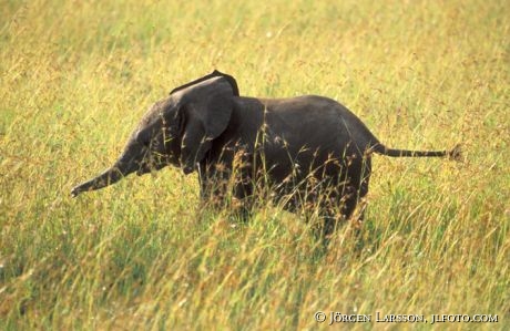 Elefantunge Masai Mara Kenya