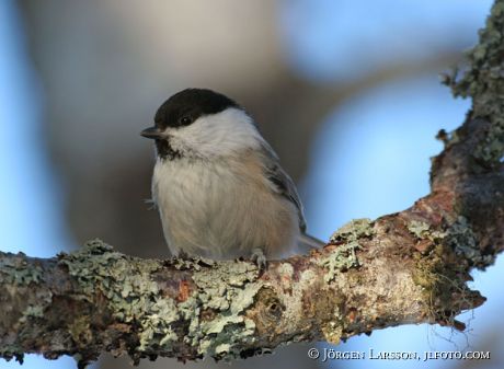 Parus palustris