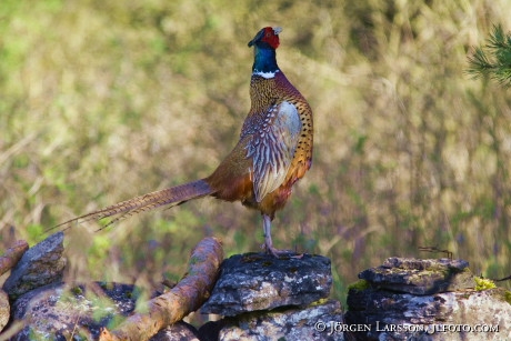 Phasianus colchicus