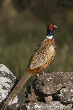 Phasianus colchicus