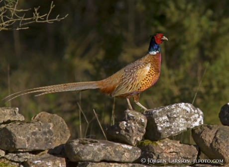 Phasianus colchicus