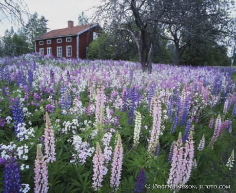 Red House, lupines, Dalarna Sweden
