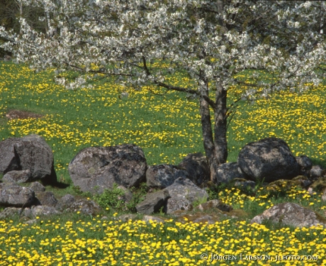 Blommande körsbärsträd Bråbygden Småland