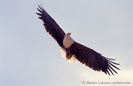 Fisheagle Kenya