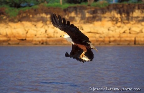 Fisheagle Kenya