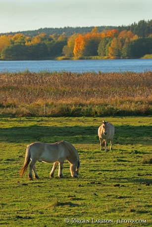 Fjord ponie