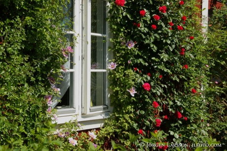 Window Roses