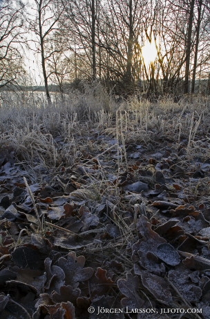Frost Bornsjöns nat res Botkyrka Södermanland