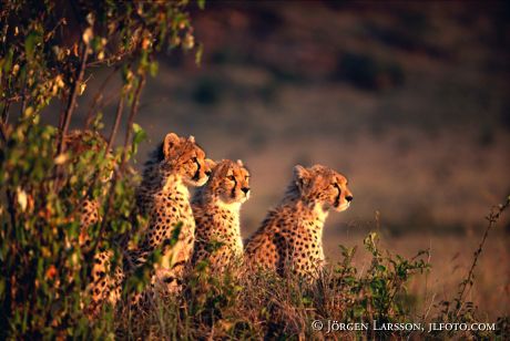 Gepard Kenya