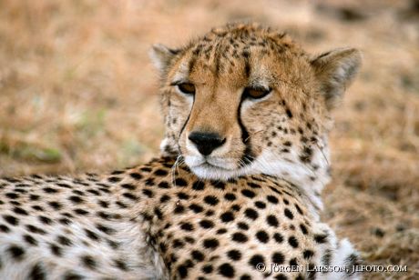 Gepard Kenya