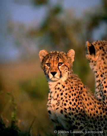 Cheetah Kenya