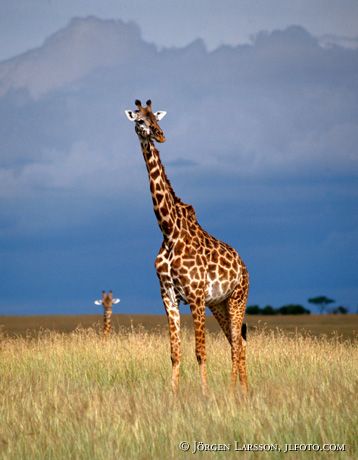 Giraff Kenya