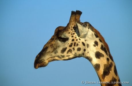 Giraffe Masai Mara Kenya