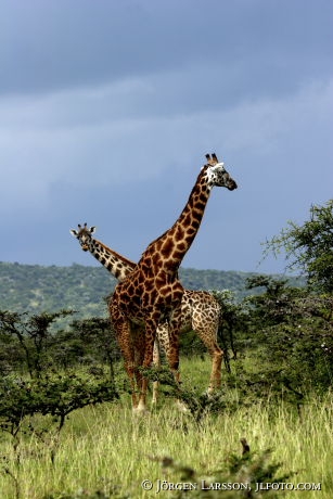 Giraffer Masaj Mara Kenya