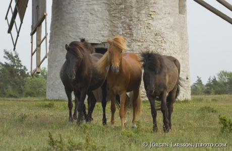 Gotland pony