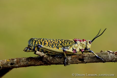 Gräshoppa Kenya