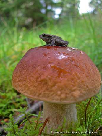 Frog on mushroom
