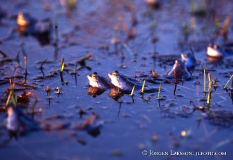 Frogs