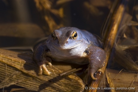 Frogs