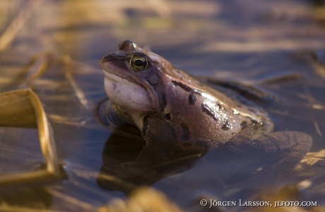 Frog